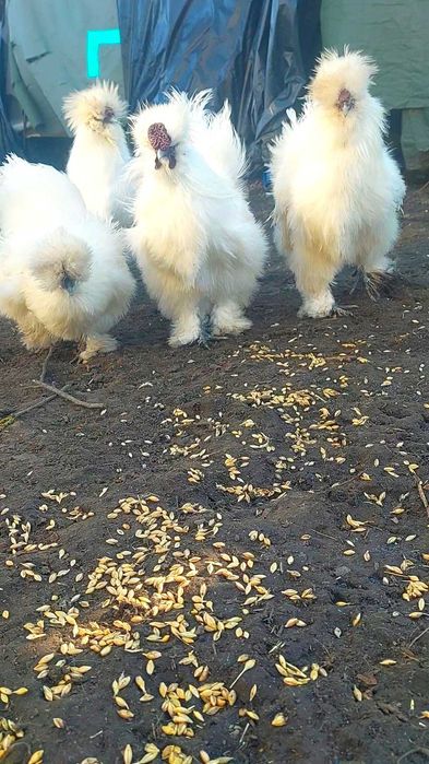 Китайський пуховий шовковий півник