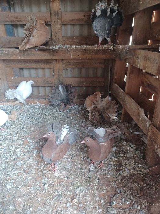 Pombos rabo de leque