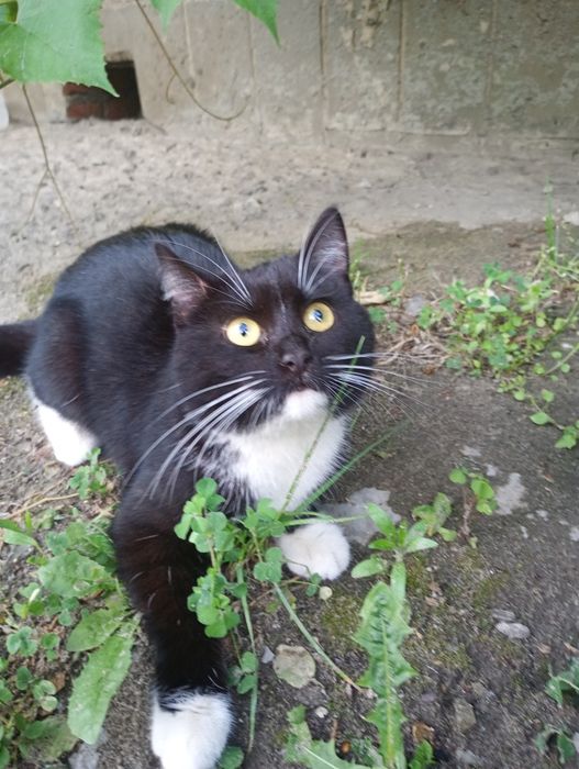 Віддам молоду кішку