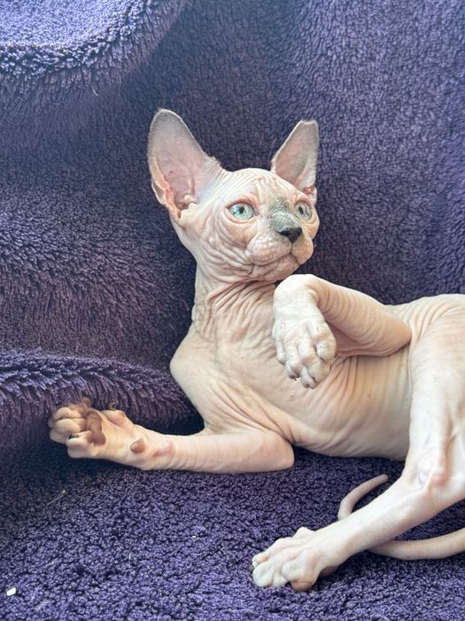Сфінкс кошеня хлопчик