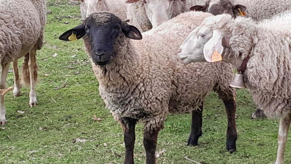 Borrego sulfok com 1 ano