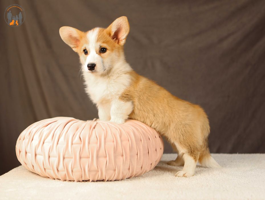 Welsh Corgi Pembroke ZKwP FCI rodzice przebadani