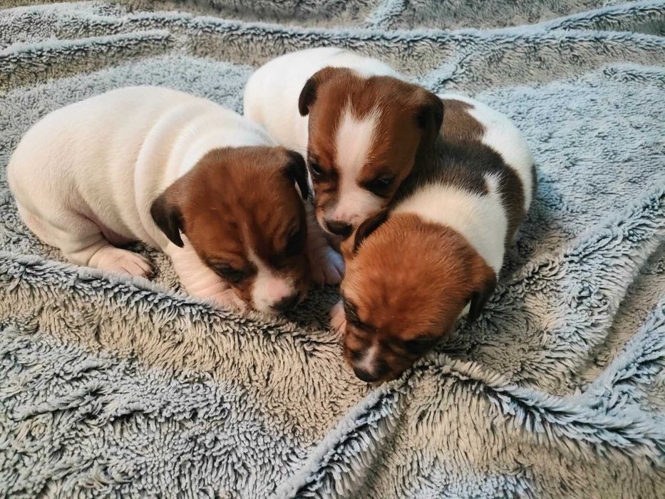 Szczeniaki Jack Russell Terrier