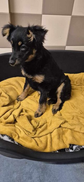 Suczka okolo 4 miesiace