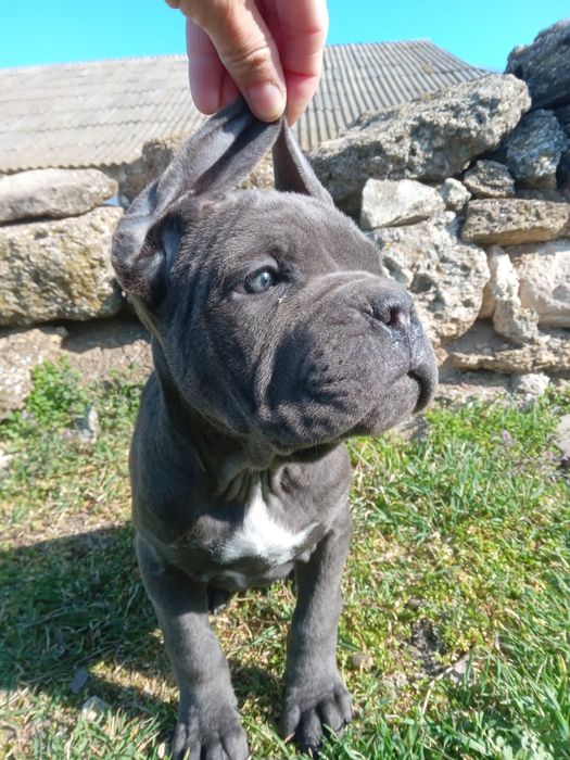 Девочки кане корсо