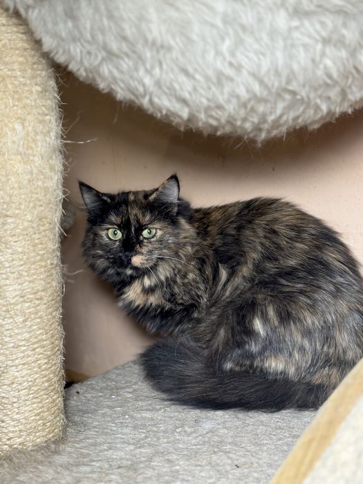 Кошечки черепашки в дар