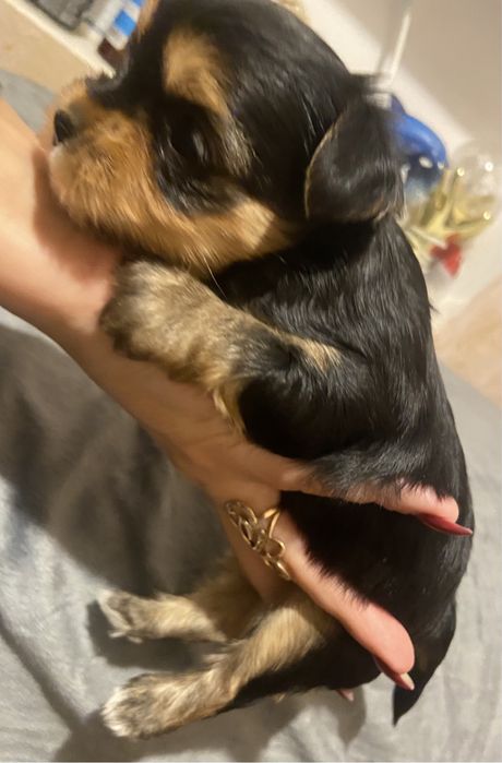 Маненький хлопчик йорік