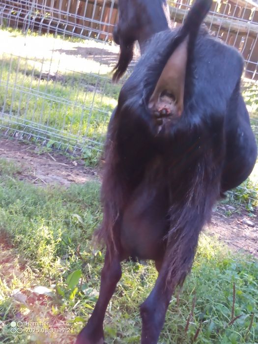 Kózka 50% anglonubijska po mlecznej matcej