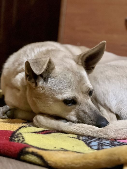 Оливка с Херсона чудесная девочка ищет семью