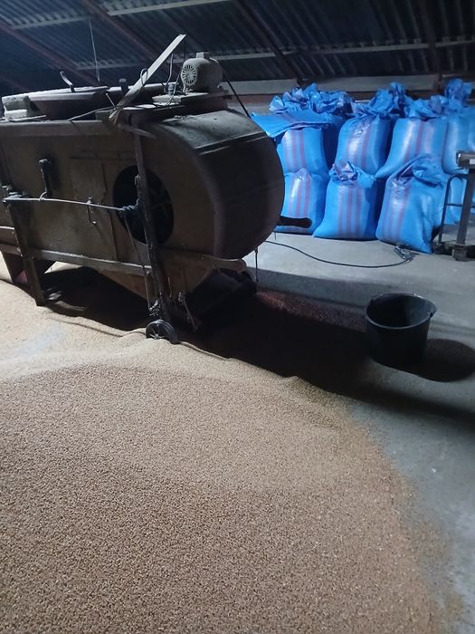 Pszenica jara zbiór 2025 rezerwacja do 20:00  19.02