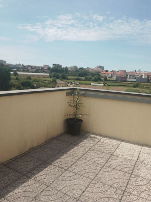 Oliveira em vaso, planta com cerca de  1 metro de altura