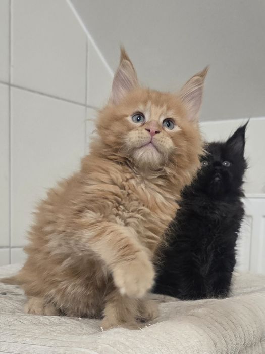 Zjawiskowy rudy kocurek Maine Coon