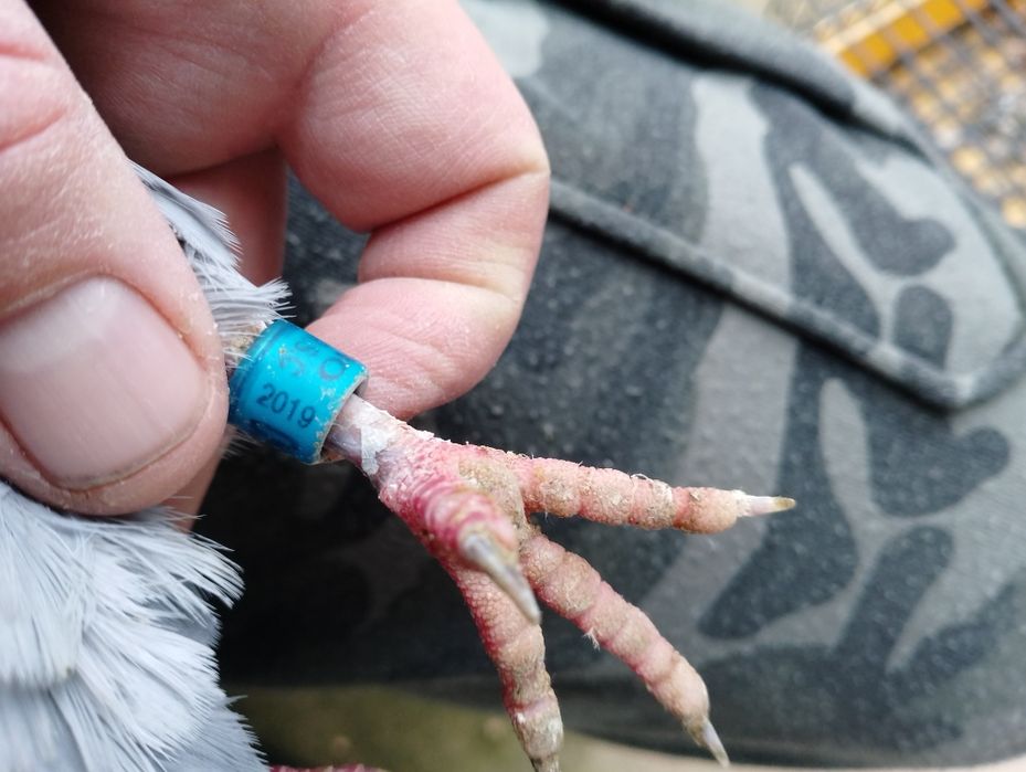 Gołębie pocztowe RO