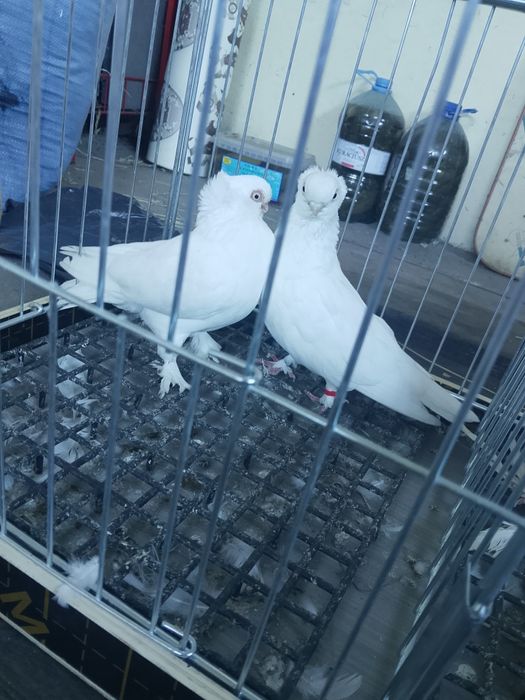 Gołębie ozdobne krótko dziobe Czystookie