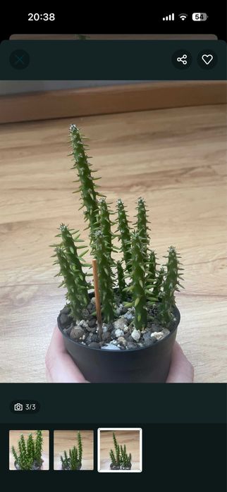 Kaktus austrocylindropuntia subulata*POLECAM*