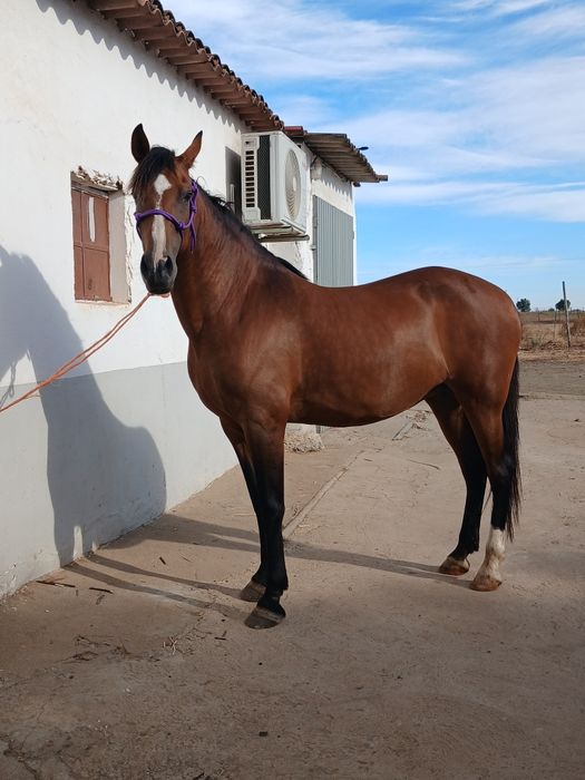 Vendo egua 8 anos mansa montada