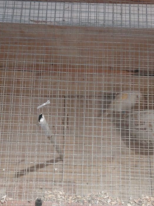 9 canarios (desistencia)