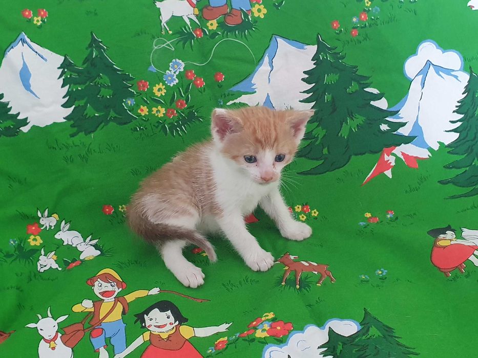 Małe kotki do adopcji w dobre ręce