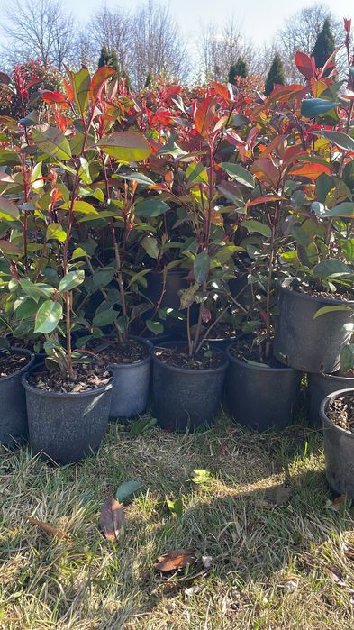 Glogownik Krzak Red Robin