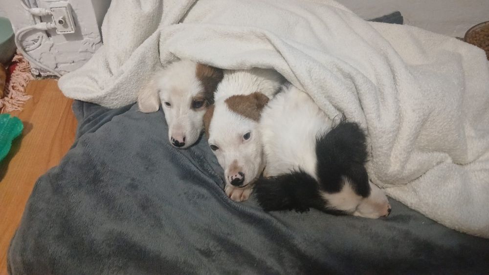 3 msc szczeniaki szukaja domku