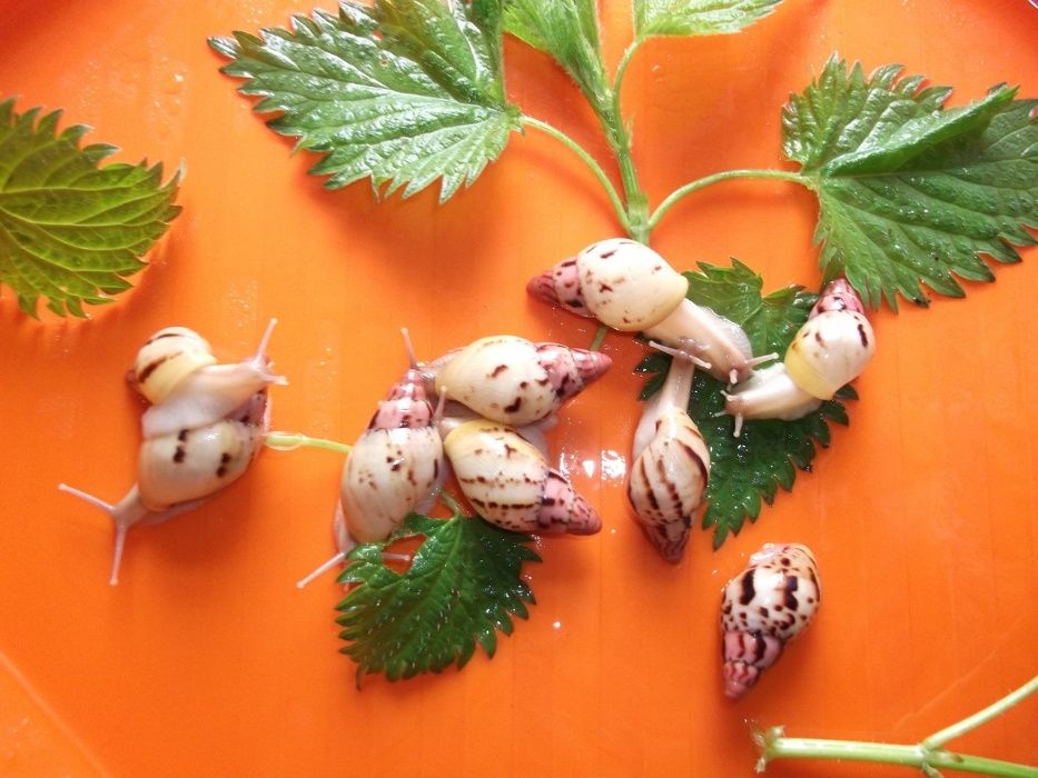 Сухопутные Улитки Отличные дом. питомцы 55грн+