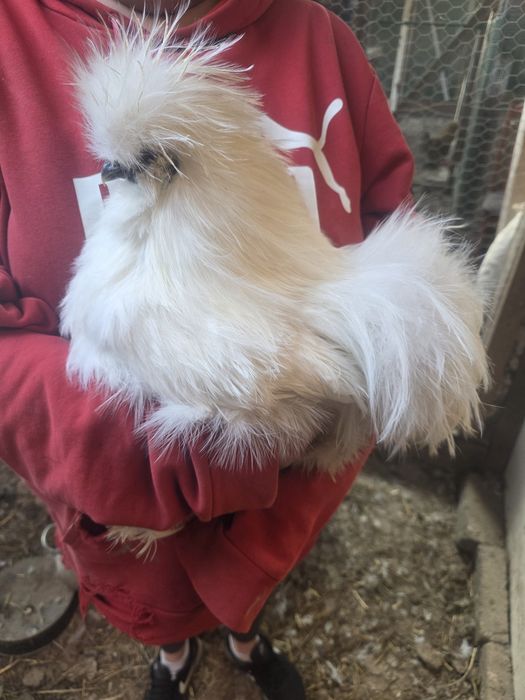 Kury rosy kury silki kury araukany naturalne ekologiczne kury