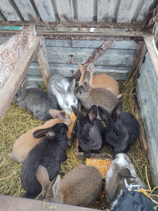 Кролики шиншила зі строкачем