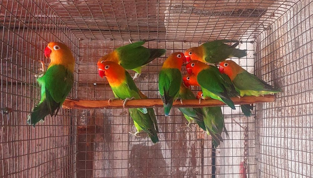 Psitacideos de qualidade