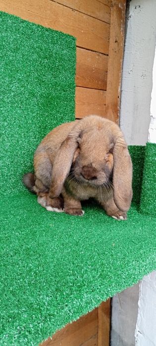 Baran francuski madagaskarowy rodowód samiec