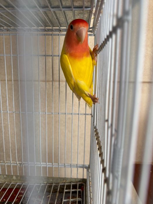 Vendo rosicol fêmea