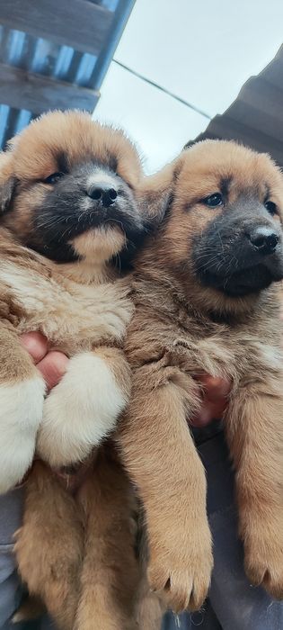 Хлопчик! Перспектива! Кавказець