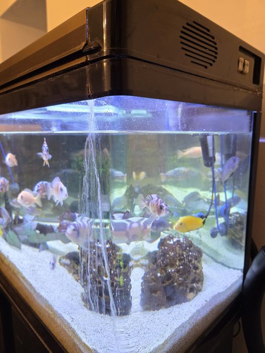 Kit Aquário Completo 100cm + Móvel + Acessórios