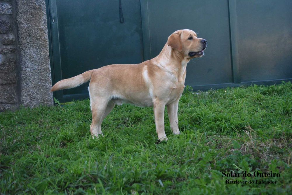Labrador com LOP