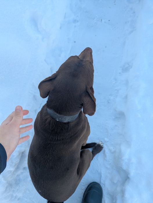 Собака в добрі руки