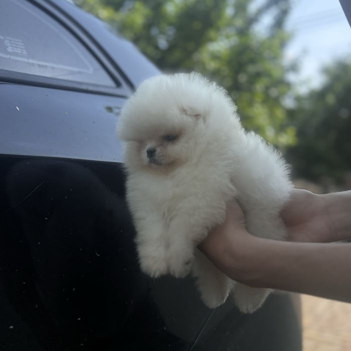 Ведмедик шоу класу хлопчик