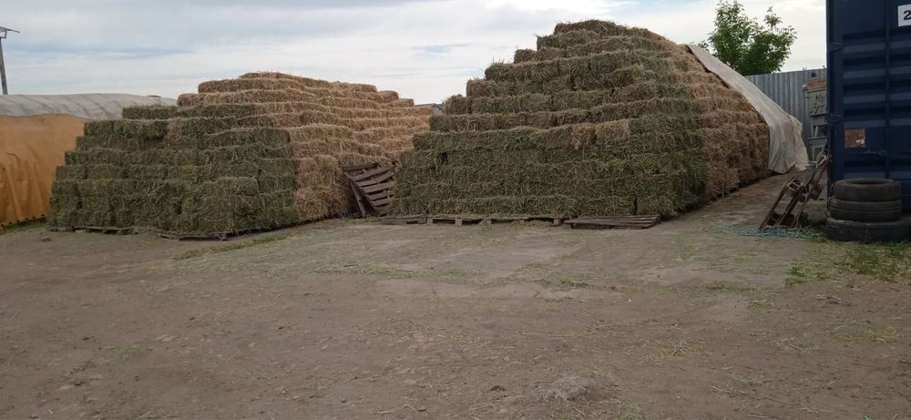 Продам сено люцерны нового урожая 2025 года