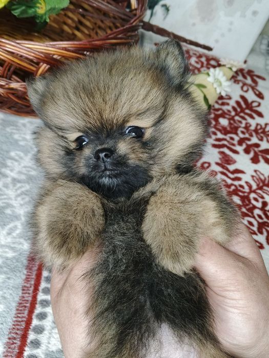 Шпіц Померанский шпиц  дівчата шпіцуля