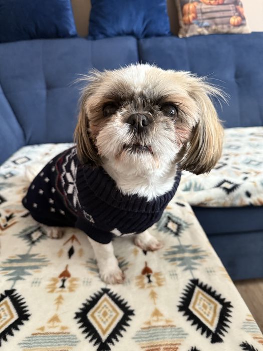 Opieka nad psem i kotem/ psi hotel