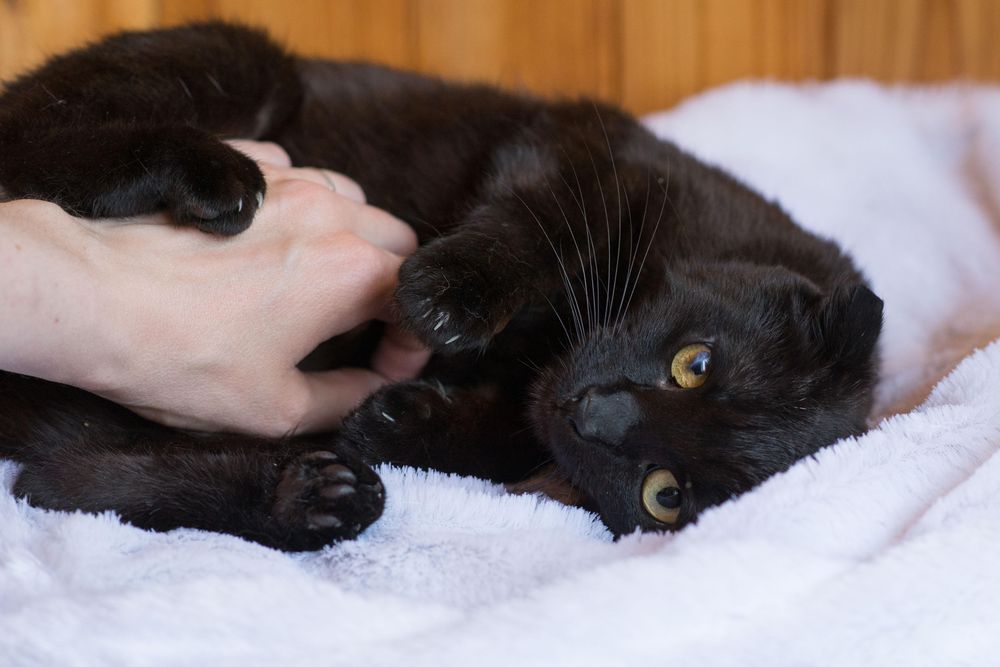 Молодий котик, кіт Емміт 2 роки