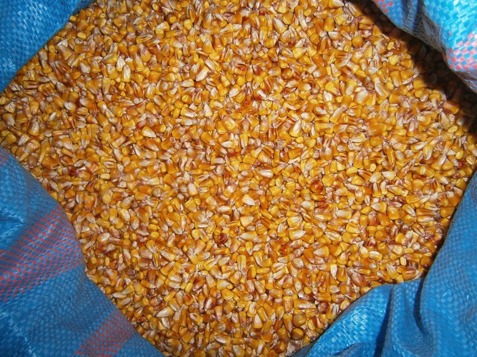 Kukurydza sucha workowana