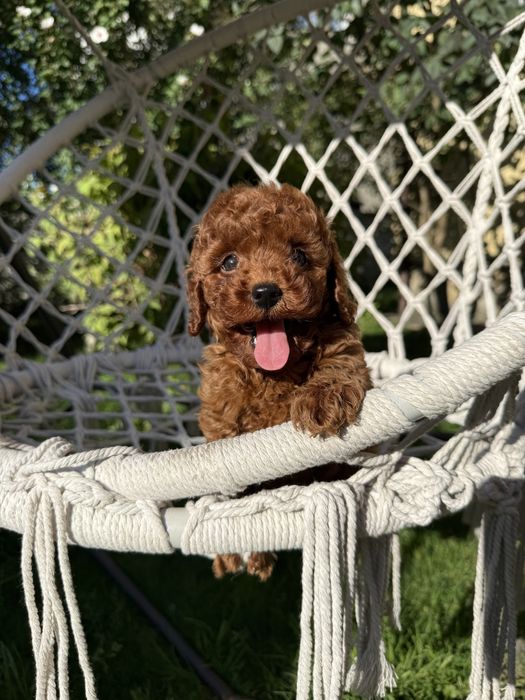 Породисті VIPмальтіпу