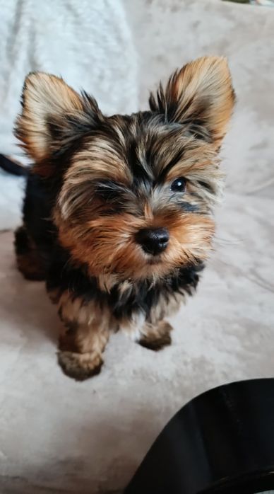 Yorkshire terrier