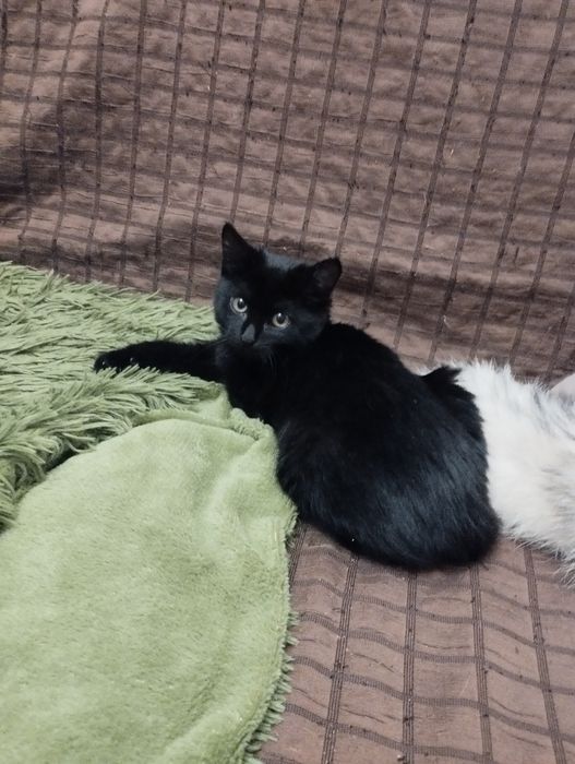 Красивейшая девочка ( 4,5 мес) в поисках заботливых родителей