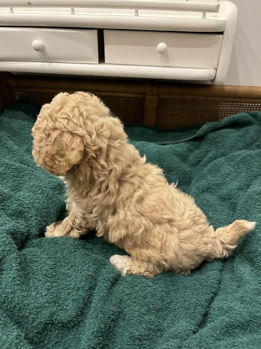 Szczeniak suczka Bischpoo