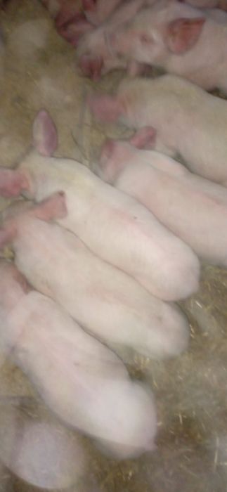 Продам маленьких поросят