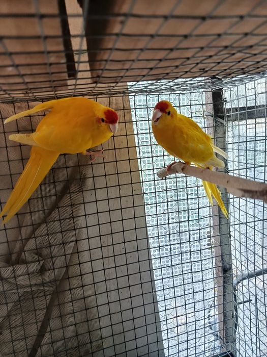 Agapornis Roseicoles e Kakarikis