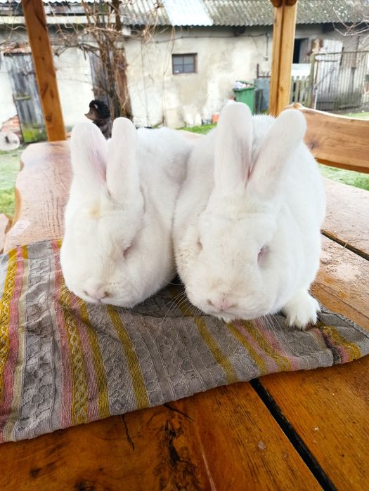 Nowozelandzki Biały