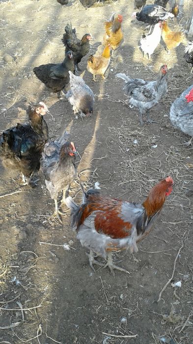 Петухи півні на племя та на мясо ДЖЕРСИЙСКИЕ ГИГАНТЫ