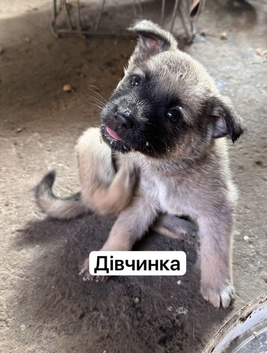 Віддаємо собаченят в добрі руки