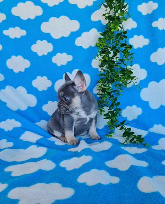 Estupenda menina blue Bulldog/Bouledog/Buldogue Francês de Qualidade